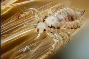 Single Head Louse