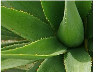 aloe vera