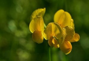 natural fenugreek