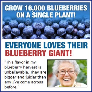 Does Little Giant Blueberries really work?