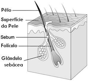 hair anatomy