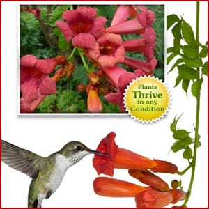 Does the Hummingbird Vine work?