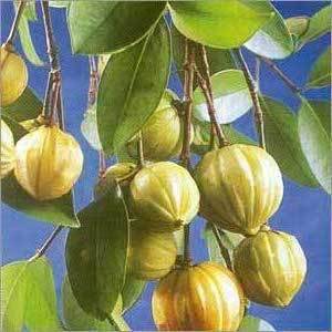 Does Garcinia Cambogia work?