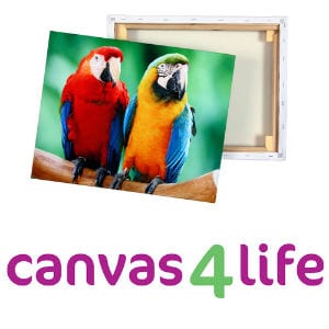 Does Canvas 4 Life work?