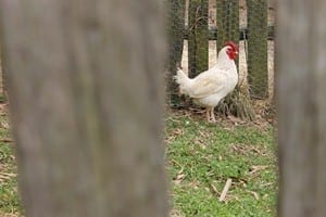 Does How to Build a Chicken Coop Work?