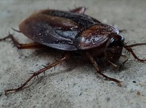 Cockroach