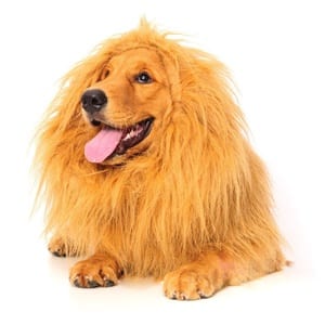 Does the Lion Mane for Dog Work?